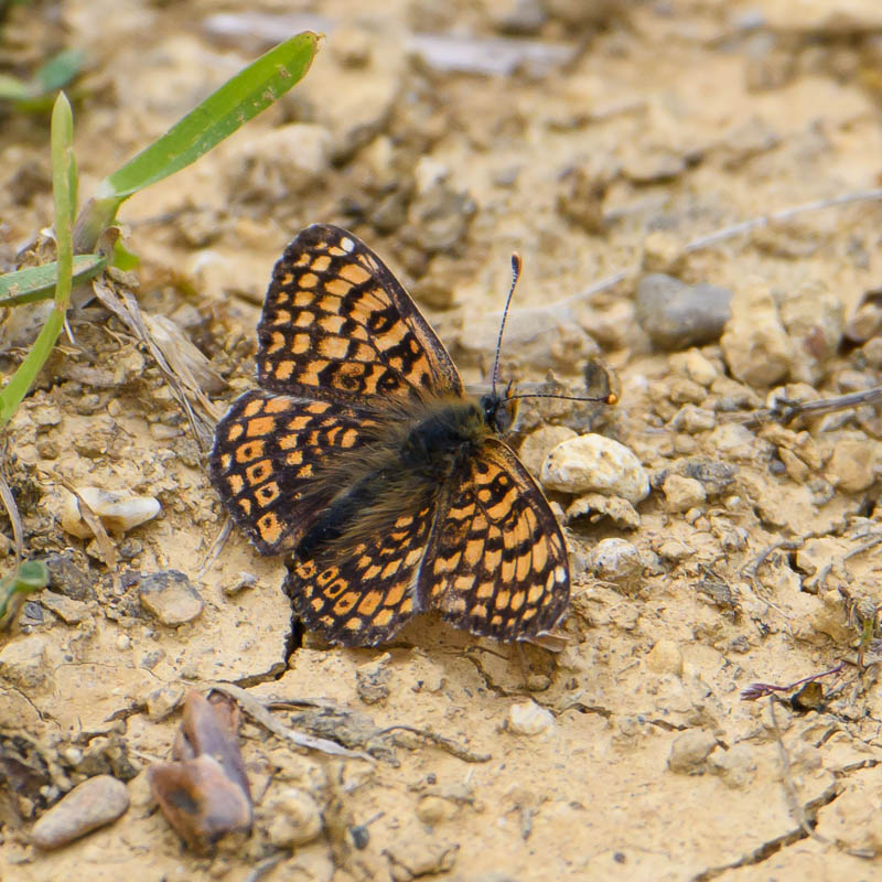 Heath Fritillary